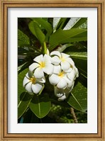 Framed Frangipani flowers (Plumeria), Nadi, Viti Levu, Fiji