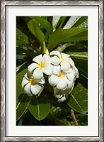 Framed Frangipani flowers (Plumeria), Nadi, Viti Levu, Fiji