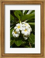 Framed Frangipani flowers (Plumeria), Nadi, Viti Levu, Fiji