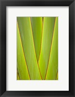 Framed Palm frond pattern, Coral Coast, Viti Levu, Fiji