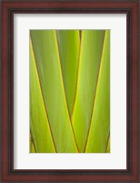 Framed Palm frond pattern, Coral Coast, Viti Levu, Fiji