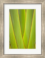 Framed Palm frond pattern, Coral Coast, Viti Levu, Fiji