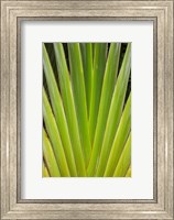 Framed Palm frond pattern, Fiji