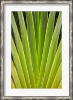 Framed Palm frond pattern, Fiji