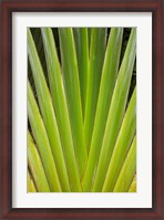 Framed Palm frond pattern, Fiji