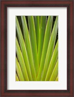 Framed Palm frond pattern, Fiji