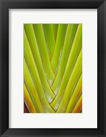 Framed Palm frond pattern, Coral Coast,  Fiji