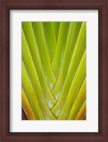 Framed Palm frond pattern, Coral Coast,  Fiji