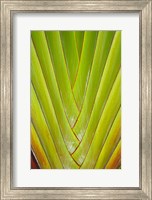 Framed Palm frond pattern, Coral Coast,  Fiji