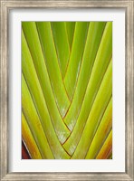 Framed Palm frond pattern, Coral Coast,  Fiji