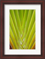 Framed Palm frond pattern, Coral Coast,  Fiji