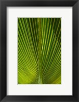 Framed Palm frond, Nadi, Viti Levu, Fiji