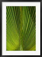 Framed Palm frond, Nadi, Viti Levu, Fiji