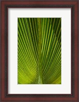 Framed Palm frond, Nadi, Viti Levu, Fiji