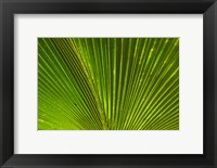 Framed Palm frond, Fiji