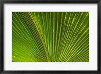 Framed Palm frond, Fiji
