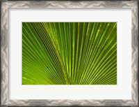 Framed Palm frond, Fiji