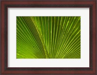 Framed Palm frond, Fiji