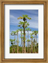 Framed Pawpaw (papaya) plantation, Lower Sigatoka Valley, Sigatoka, Coral Coast, Viti Levu, Fiji