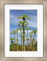 Framed Pawpaw (papaya) plantation, Lower Sigatoka Valley, Sigatoka, Coral Coast, Viti Levu, Fiji