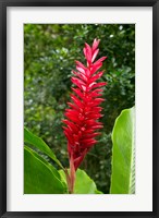 Framed Red Ginger Flower (Alpinia purpurata), Fiji