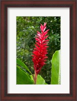 Framed Red Ginger Flower (Alpinia purpurata), Fiji
