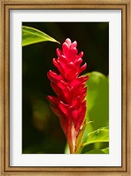 Framed Red Ginger Flower (Alpinia purpurata), Nadi, Viti Levu, Fiji