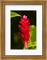 Framed Red Ginger Flower (Alpinia purpurata), Nadi, Viti Levu, Fiji