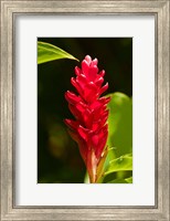 Framed Red Ginger Flower (Alpinia purpurata), Nadi, Viti Levu, Fiji