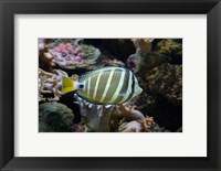 Framed Sailfin tang fish, Kula Eco Park, Viti Levu, Fiji