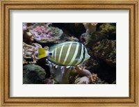 Framed Sailfin tang fish, Kula Eco Park, Viti Levu, Fiji