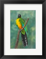 Framed Sulphur-breasted Musk Parrot, Tropical bird, Fiji