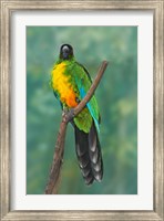 Framed Sulphur-breasted Musk Parrot, Tropical bird, Fiji