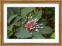 Framed Tropical flower, Coral Coast, Viti Levu, Fiji