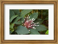 Framed Tropical flower, Coral Coast, Viti Levu, Fiji