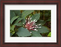 Framed Tropical flower, Coral Coast, Viti Levu, Fiji