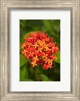 Framed Tropical flower, Fiji