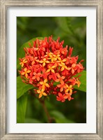 Framed Tropical flower, Fiji