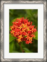 Framed Tropical flower, Fiji