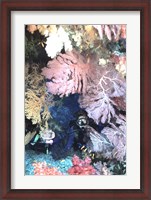 Framed Diver Peers Out From Crevice, Flanked by Brilliant Sea Fans and Soft Corals, Fiji, Oceania