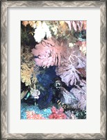 Framed Diver Peers Out From Crevice, Flanked by Brilliant Sea Fans and Soft Corals, Fiji, Oceania