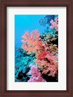 Framed Colorful Sea Fans and other Corals, Fiji, Oceania