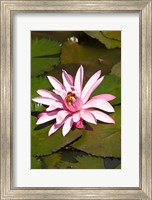 Framed Fiji, Viti Levu Island Water lily flower