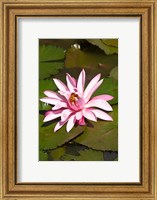 Framed Fiji, Viti Levu Island Water lily flower