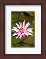 Framed Fiji, Viti Levu Island Water lily flower