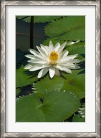 Framed Fiji, Water lily flower
