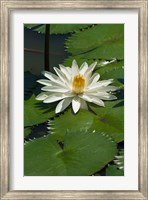 Framed Fiji, Water lily flower