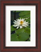 Framed Fiji, Water lily flower