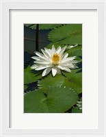 Framed Fiji, Water lily flower