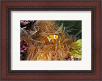 Framed Close up of a Clown Fish in an Anemone, Nadi, Fiji